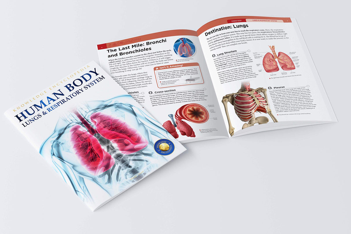 Human Body - Lungs And Respiratory System: Knowledge Encyclopedia For Children - Retail Maharaj