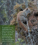 Learn About: Animal Homes: Nests - Retail Maharaj