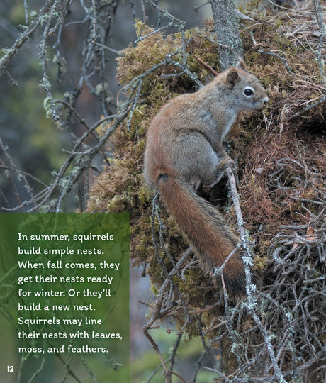 Learn About: Animal Homes: Nests - Retail Maharaj