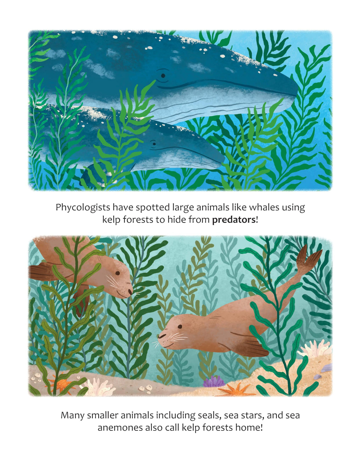 Big Questions Answered: Could We Survive Without Seaweed? Phycology - Retail Maharaj