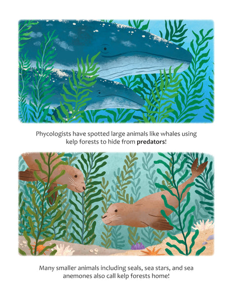 Big Questions Answered: Could We Survive Without Seaweed? Phycology - Retail Maharaj
