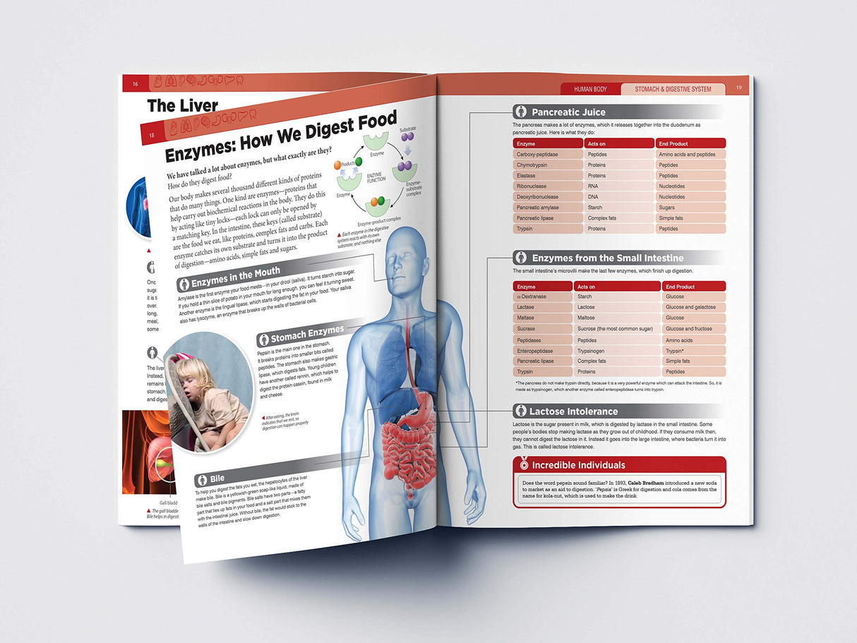 Human Body - Stomach And Digestive System: Knowledge Encyclopedia For Children - Retail Maharaj