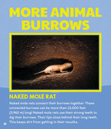 Learn About: Animal Homes: Burrows - Retail Maharaj