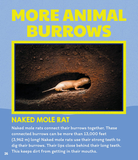Learn About: Animal Homes: Burrows - Retail Maharaj
