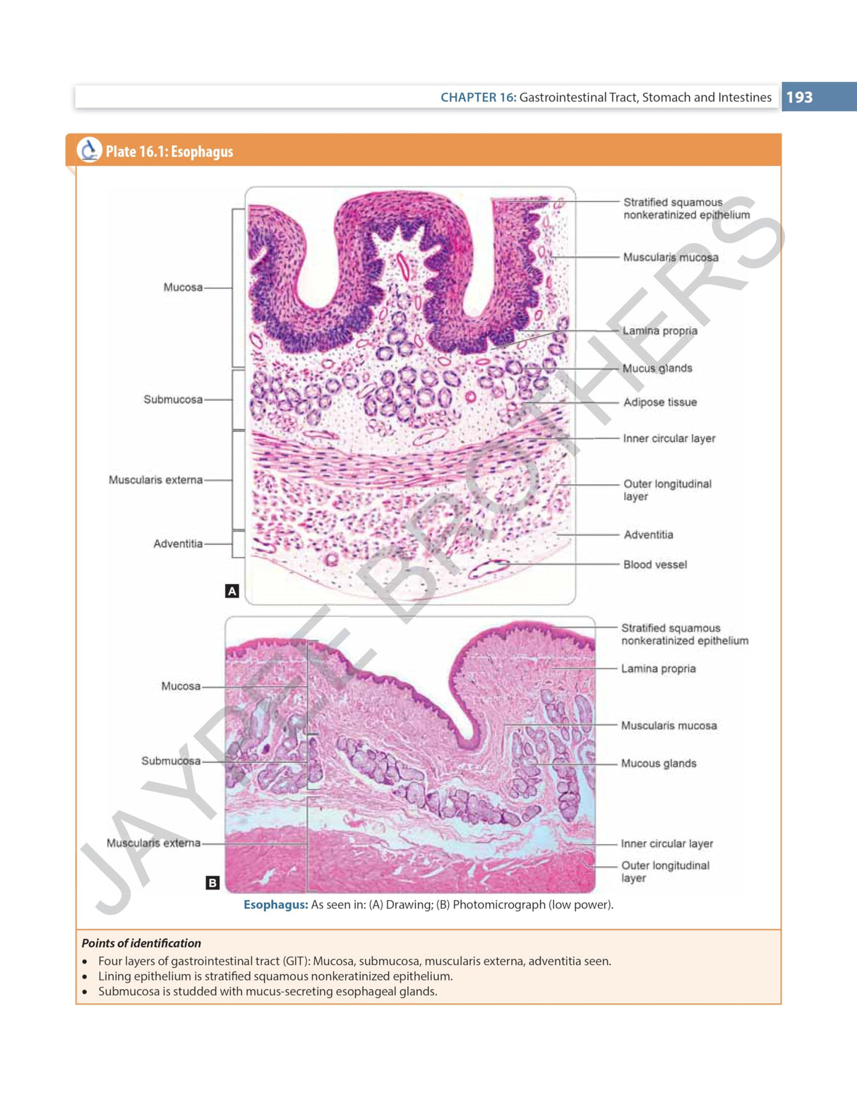 INDERBIR SINGH'S TEXTBOOK OF HUMAN HISTOLOGY - Retail Maharaj