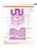 INDERBIR SINGH'S TEXTBOOK OF HUMAN HISTOLOGY - Retail Maharaj