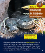 Learn About: Animal Homes: Dens - Retail Maharaj