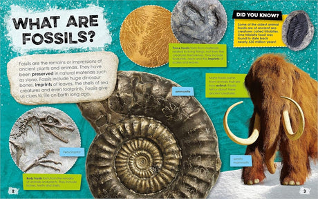 Fantastic Fossils - Retail Maharaj