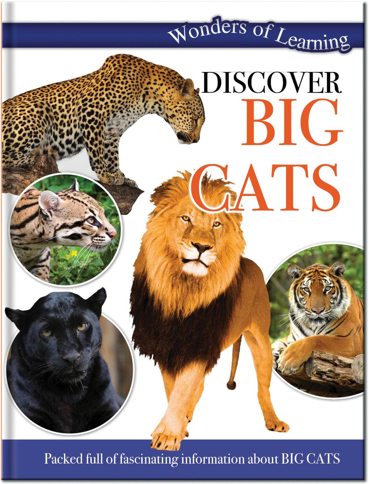 BIG CATS - Retail Maharaj