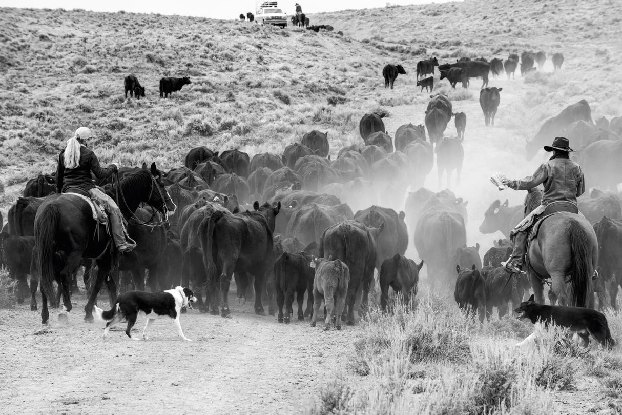 A Ranch Year: Cowboys of the West - Retail Maharaj