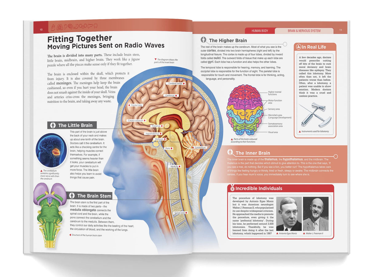 Knowledge Encyclopedia - Human Body - Retail Maharaj