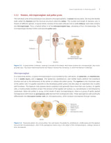 Pathfinder's NCERT Biology Book for Class 12: Comprehensive Guide for NEET, CUET (UG) Biology, and Class 12 Board | Latest NCERT Pattern, Simplified Language, Detailed Theory, and MCQs - Retail Maharaj