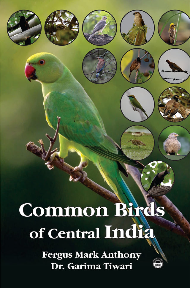 Common Birds of Central India - Retail Maharaj