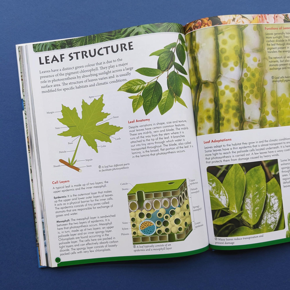 Discover Geography, Geology & Botany (Encyclopedia of Learning) - Retail Maharaj