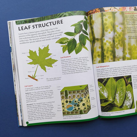 Discover Geography, Geology & Botany (Encyclopedia of Learning) - Retail Maharaj