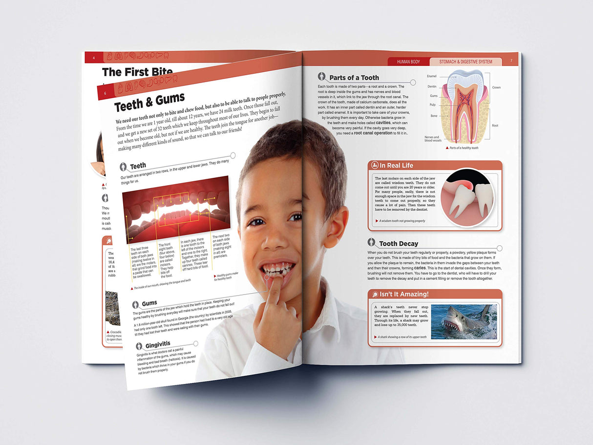 Human Body - Stomach And Digestive System: Knowledge Encyclopedia For Children - Retail Maharaj