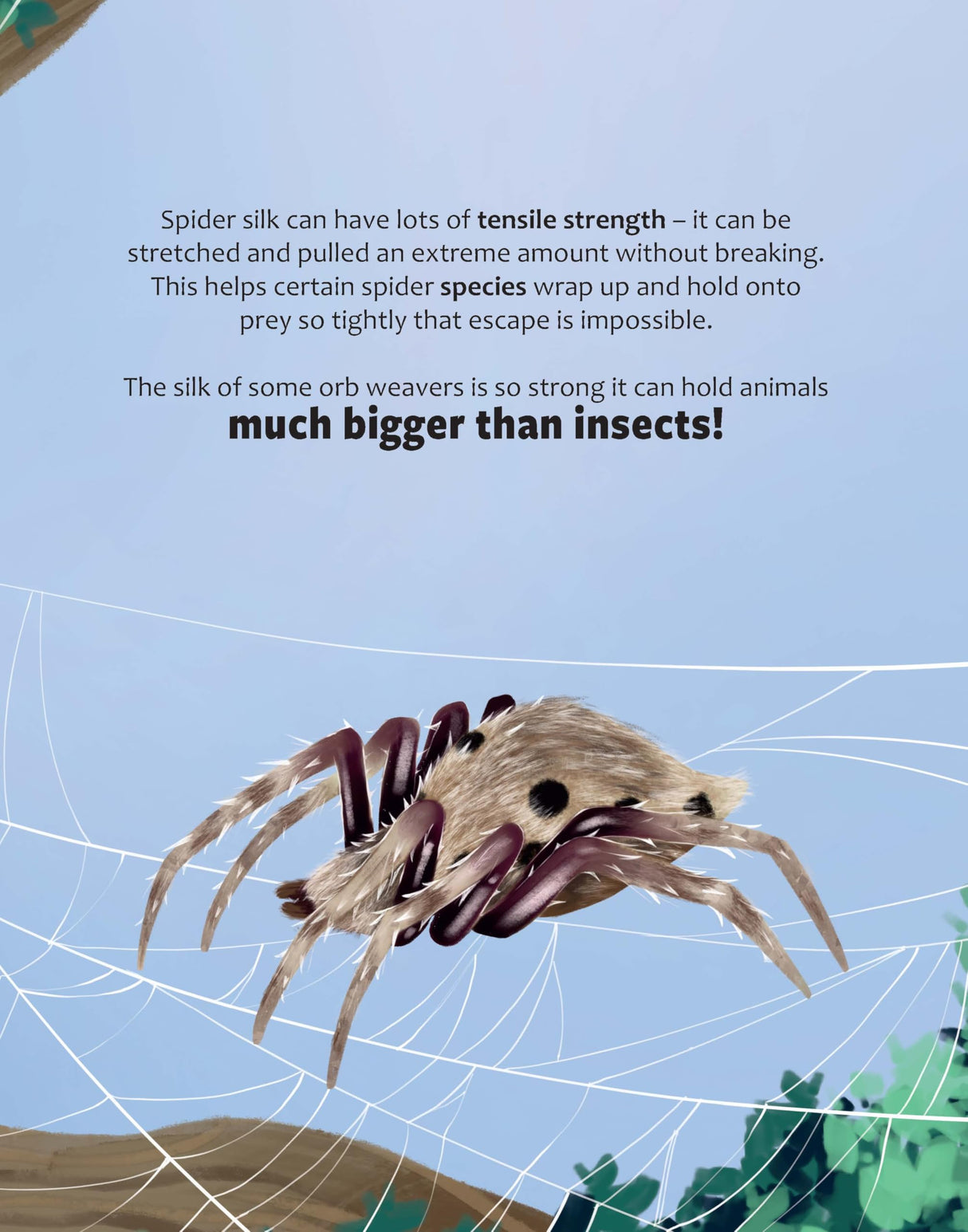 Big Questions Answered: Are Spider Webs Stronger Than Steel? Arachnology - Retail Maharaj
