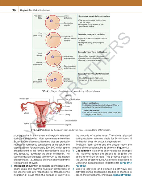 INDERBIR SINGH'S HUMAN EMBRYOLOGY - Retail Maharaj