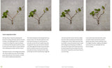The Little Book of Bonsai: An Easy Guide to Caring for Your Bonsai Tree - Retail Maharaj