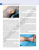 S DAS A TEXTBOOK OF SHORT AND LONG CASES IN SUGERY INCLUDING MCQS AND OSCES - Retail Maharaj