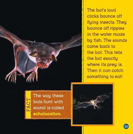 Loudest Animals (Wild World: Top 10) - Retail Maharaj