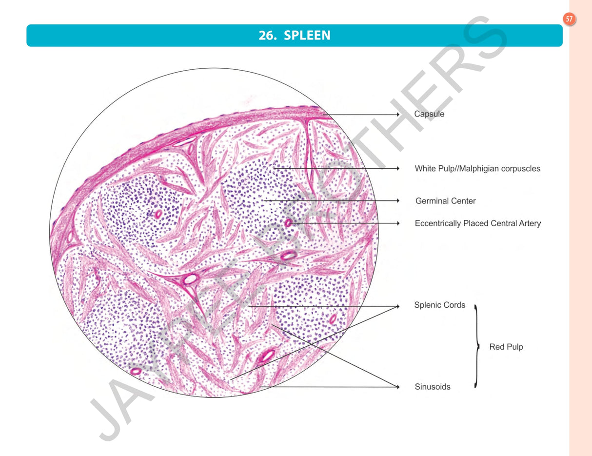 HISTOLOGY PRACTICAL MANUAL - Retail Maharaj