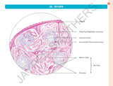 HISTOLOGY PRACTICAL MANUAL - Retail Maharaj