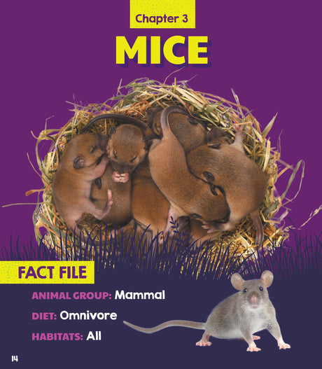 Learn About: Animal Homes: Nests - Retail Maharaj