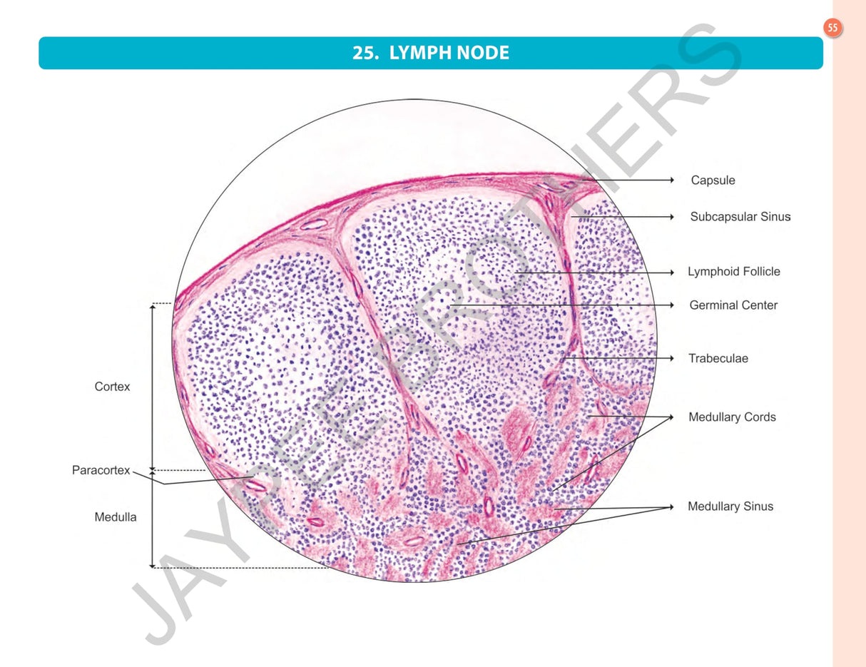 HISTOLOGY PRACTICAL MANUAL - Retail Maharaj