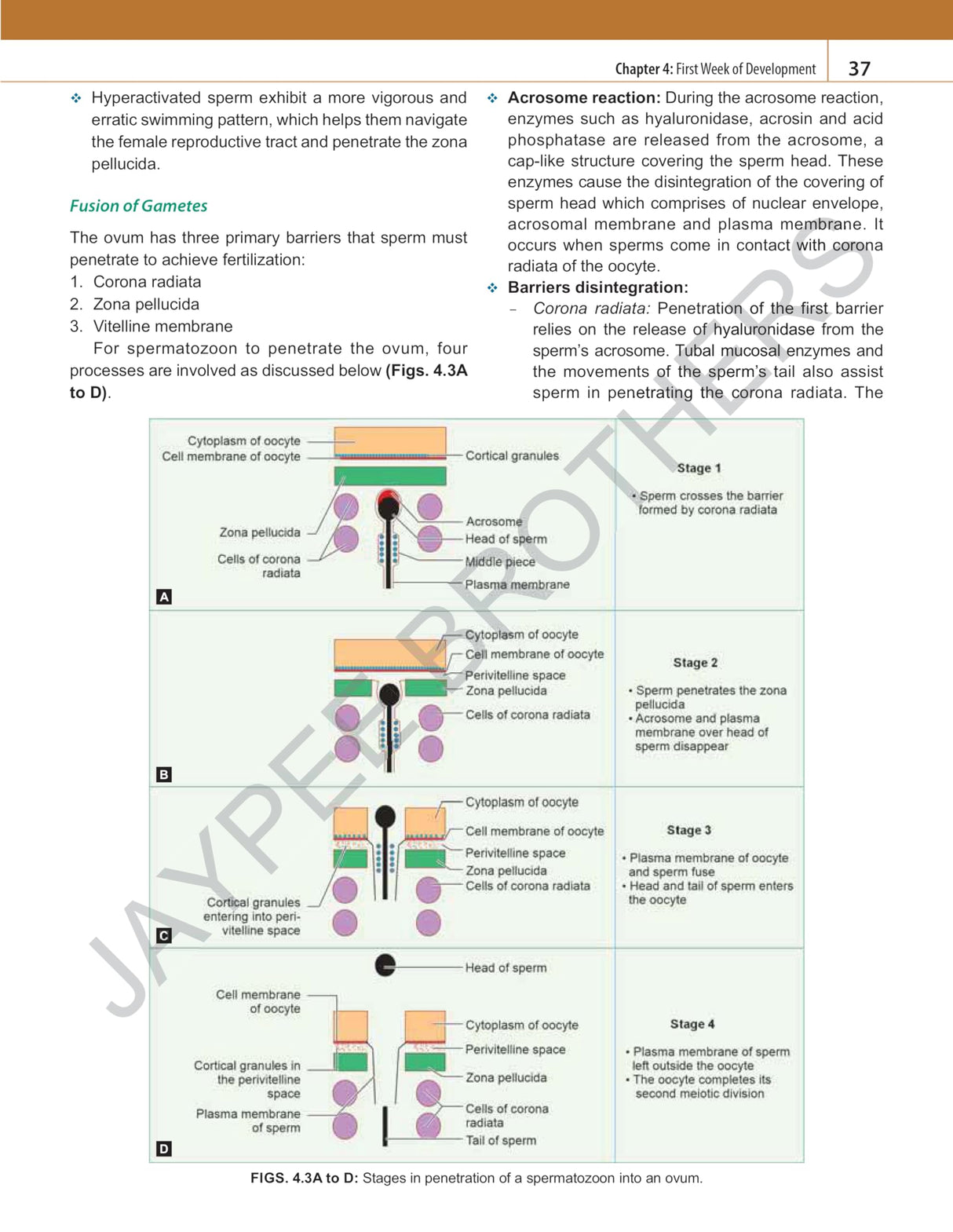 INDERBIR SINGH'S HUMAN EMBRYOLOGY - Retail Maharaj