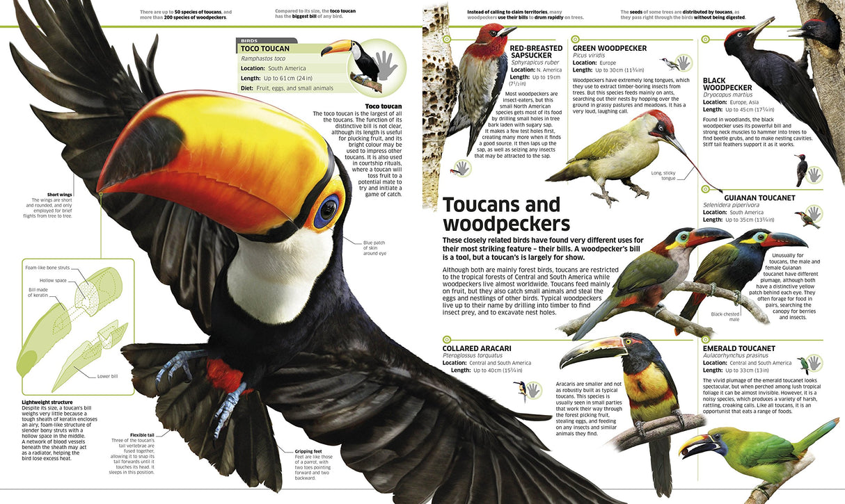 Knowledge Encyclopedia Animal!: The Animal Kingdom as you've Never Seen it Before - Retail Maharaj