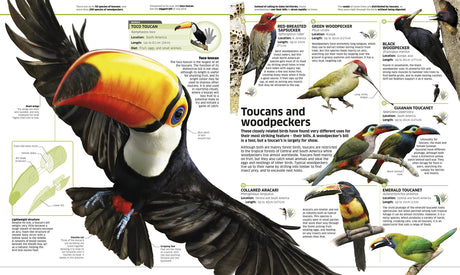 Knowledge Encyclopedia Animal!: The Animal Kingdom as you've Never Seen it Before - Retail Maharaj