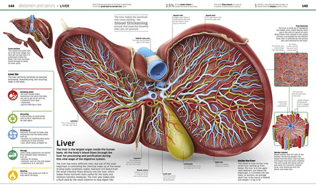 Knowledge Encyclopedia: Human Body!: Your Amazing Body As You've Never Seen It Before - Retail Maharaj