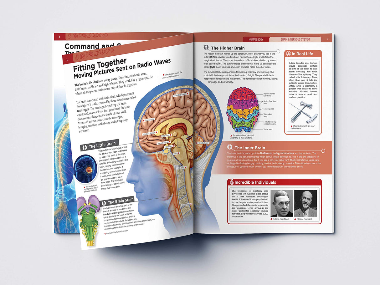 Human Body - Brain And Nervous System: Knowledge Encyclopedia For Children - Retail Maharaj