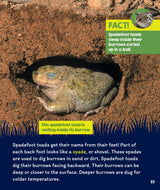 Learn About: Animal Homes: Burrows - Retail Maharaj