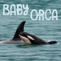 Baby Orca - Retail Maharaj