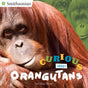 Curious about Orangutans (Smithsonian) - Retail Maharaj