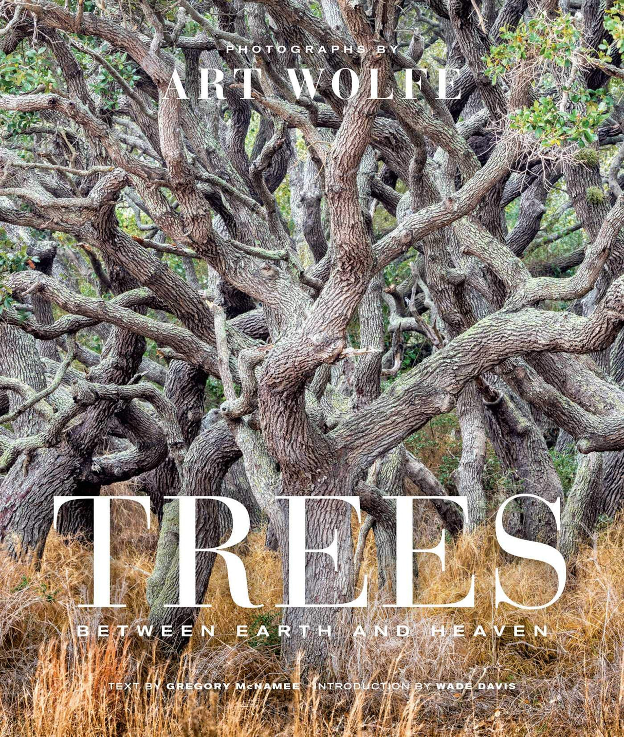 Trees: Between Earth and Heaven - Retail Maharaj