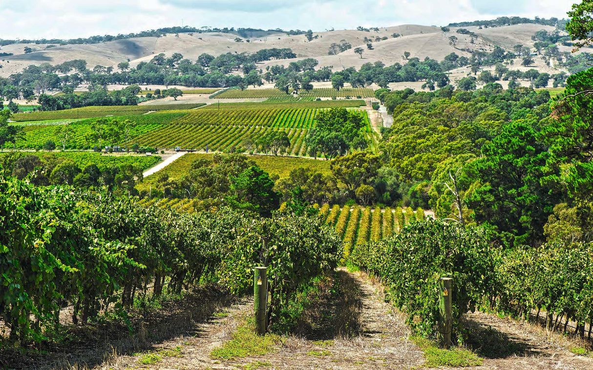 Through the Cellar Door: Australia's Beautiful Wineries and Vineyards, Their Design and Architecture - Retail Maharaj