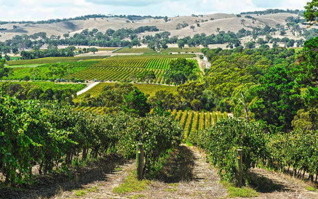 Through the Cellar Door: Australia's Beautiful Wineries and Vineyards, Their Design and Architecture - Retail Maharaj