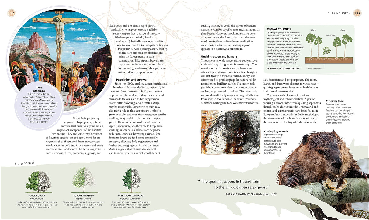 The Tree Book: The Stories, Science, and History of Trees - Retail Maharaj