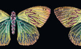 Winged Beauty - Retail Maharaj