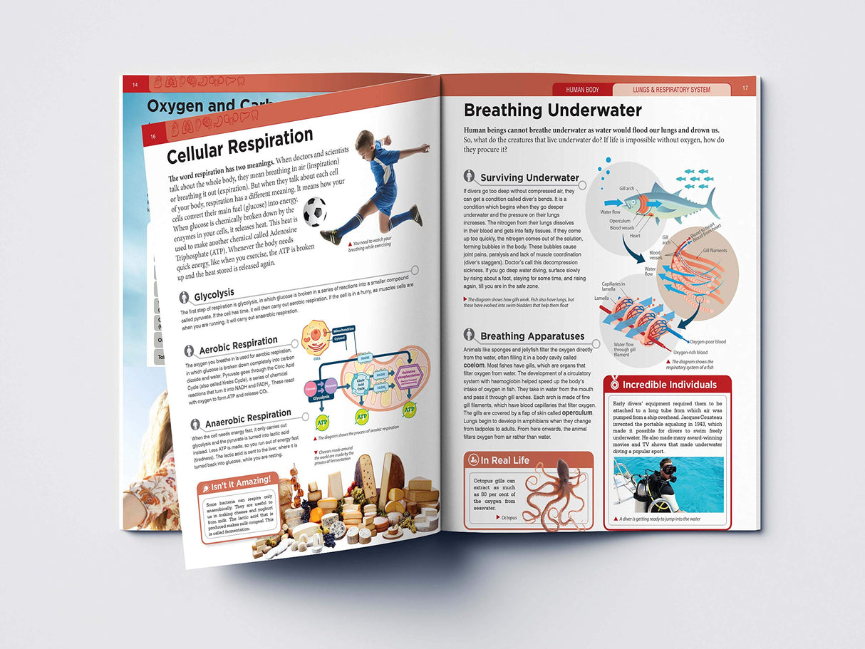 Human Body - Lungs And Respiratory System: Knowledge Encyclopedia For Children - Retail Maharaj