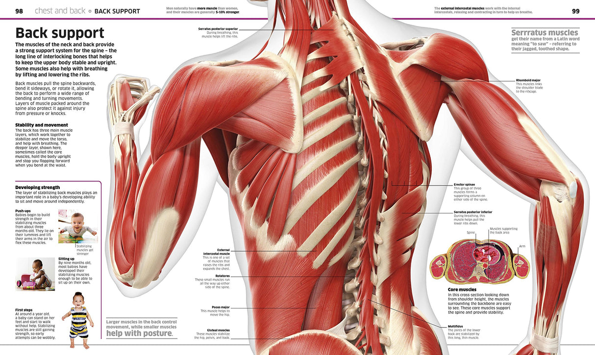 Knowledge Encyclopedia: Human Body!: Your Amazing Body As You've Never Seen It Before - Retail Maharaj