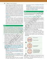 INDERBIR SINGH'S HUMAN EMBRYOLOGY - Retail Maharaj