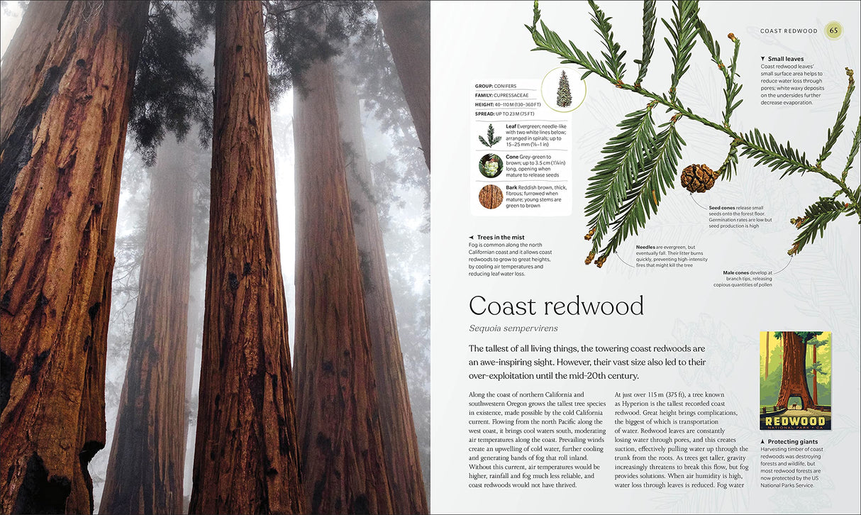 The Tree Book: The Stories, Science, and History of Trees - Retail Maharaj