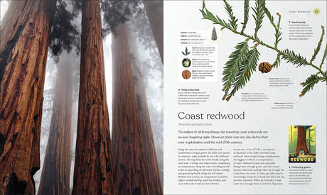 The Tree Book: The Stories, Science, and History of Trees - Retail Maharaj