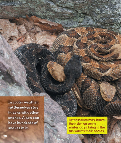 Learn About: Animal Homes: Dens - Retail Maharaj