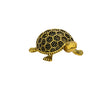 Tortoise 1" Brass - Retail Maharaj