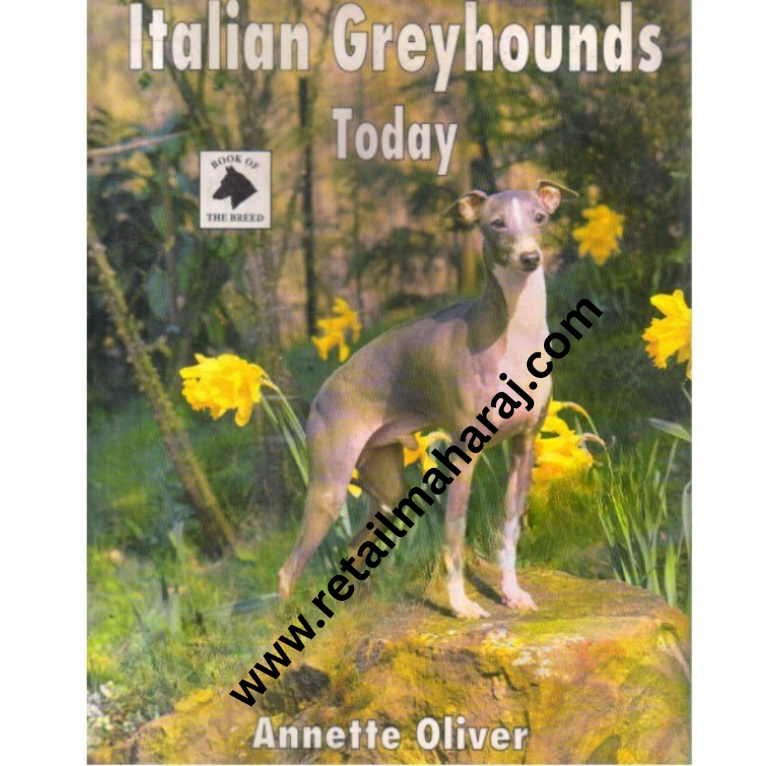 italian greyhounds today - Retail Maharaj
